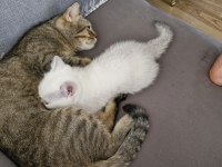 Bursa Yavru british shorthair uygun aileye