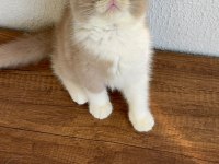 British shorthair fawn bicolor