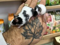 Panda mice bebekler