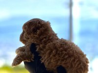 PREMİUM TEDDY FACE BABY POODLE