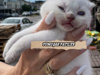 Orjinal British Shorthair Yavrular