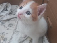 Turuncu Beyaz 2 Aylık Yavru Kedimiz
