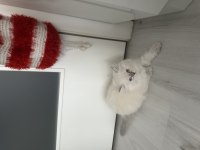 Teslime hazır yavru kediler