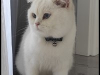 British Shorthair Beyaz Erkek