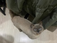 British shorthair paşa yeni yuvasını arıyor