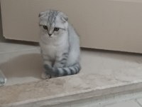 DÜNYA TATLISI BRİTİSH SHORTHAİR YAVRULARIMIZ 