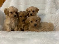 Safkan Irk Garantili F1 Maltipoo Yavrularımız