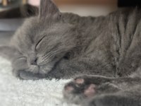British longhair ömürlük yuva aranıyor