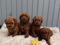 Güzeller Güzeli Poodle Bebekler