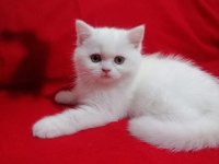 Son kalan dişi oyuncu bebeğim british shorthair