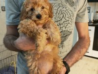 2 aylık poodle yavrularımız ailelerini arıyor