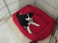Süper maryo köpeğimiz