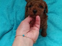 Ankaranın en seçkin toy poodle yavruları