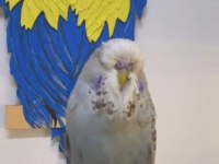 Erkek Show jumbo bebek yavru KALİTELİ VASIFLI Muhabbet