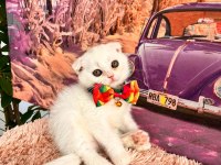 Uygun verilecek british shorthair yavrular