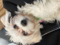 Dişi maltipoo yavru