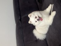 Erkek pomeranian