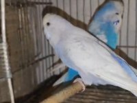 Jumbo takım muhabbet kuşu