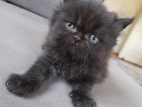 Chinchilla yavrularımız yeni yuvalarını bekliyor