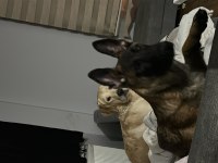4,5 Aylık Erkek Malinois