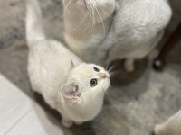 3 aylık british shorthair eşsiz renk