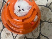 Kar beyaz maviş british shorthair yavrular