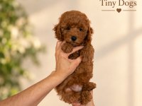 Sevimli Mini Poodle Bebeklerimiz