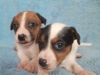 Maskeli kısa bacak Jack Russell yavrularımız