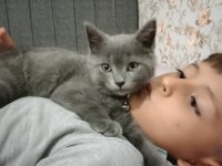 2 aylık british shorthair