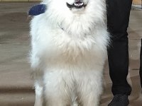 SAMOYED SÜS KÖPEĞİ 9 AYLIK