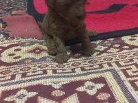 Toy poodle yavrularımız sizlere dost olmaya hazırdır