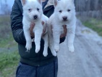 ÜST KALİTE BEYAZ MAVİ GÖZ HUSKY YAVRULAR