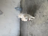 7 aylık bakımlı samoyed