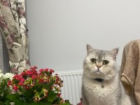 British shorthair kedimiz