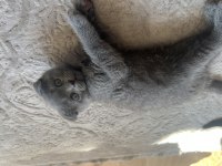 Çok sağlıklı Cinnamon ve Duman renk scottish fold yavrular