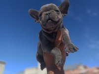 French Bulldog