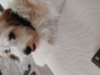 Havanese terrier 5 aylık