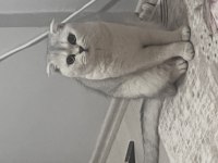 Kedim 1 buçuk yaşında british shorthair acil