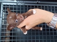 Şivava (chihuahua)