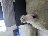 Oyuncu Scottish Fold Silver