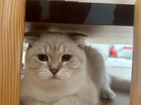 British shorthair lynx