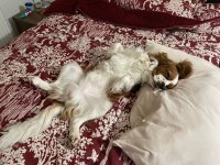 Evinizin neşesi Rom cavalier king