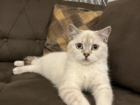 British Shorthair Kızıma Eş Arıyorum