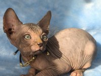 Naked Beauty Sphynx Cattery Kedimiz