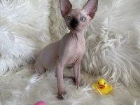 Sphynx sfenks tüysüz dişi erkek yavruları
