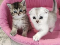 A kalite british shorthair yavrular