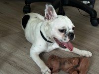 8 aylık tüm aşıları kimlik çip tam dişi french bulldog