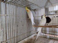 Uygun Yollu Sultan Papağanı Takımları Veriyorum