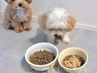 Maltipoo Kore Babanin Muhteşem Yavruları