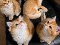 Golden British Longhair Kedisi